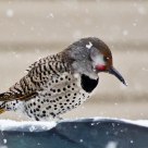 Northern Flicker